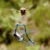 Araneus angulatus